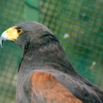 Aguila de Harris (Parabuteo unicinctus)