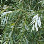 Salguero (Salix alba)