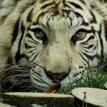 Kaya’, una tigresa con carácter fuerte, llega al zoo de San Esteban