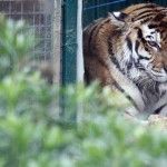 TIGRE (Panthera tigris)