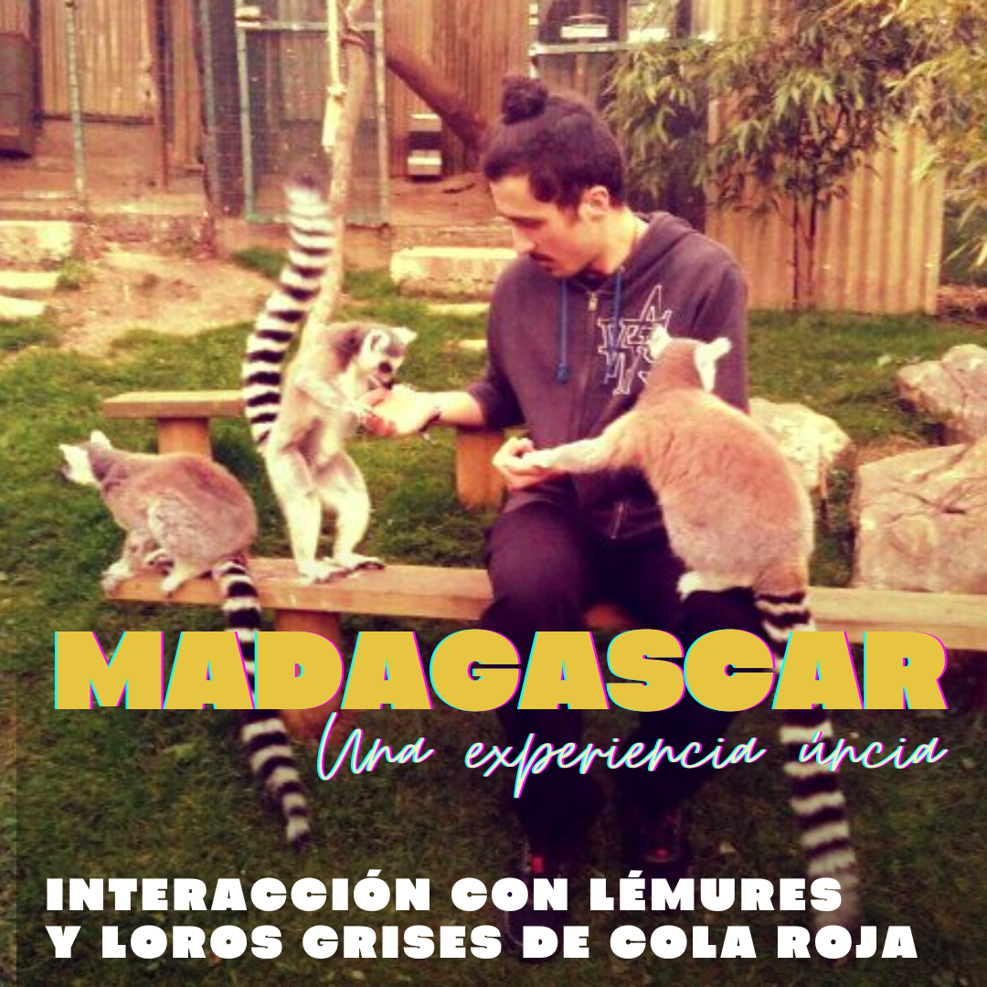 Madagascar: interacción con lémures y loros grises de cola roja.